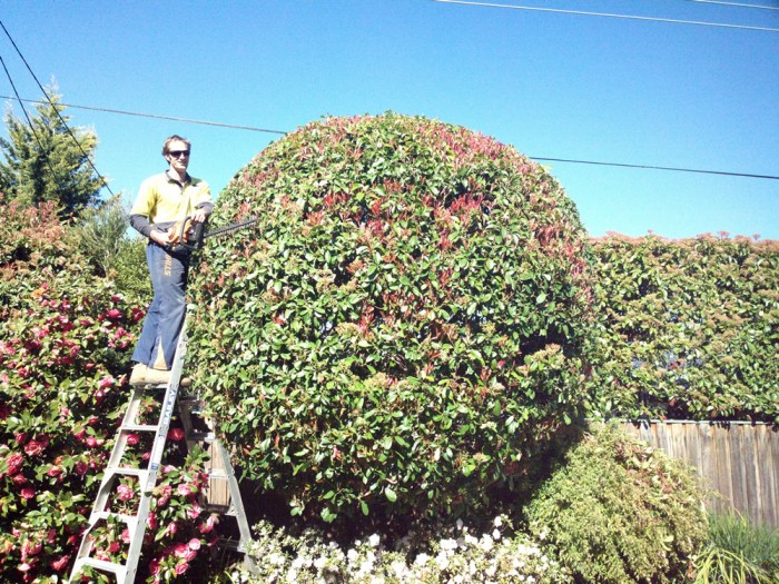 Hedge Trimming Services In Canberra Obriens Tree Services