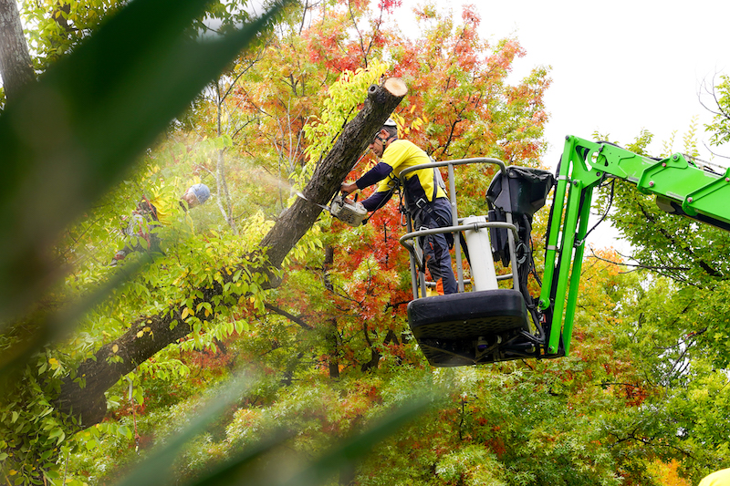 Tree Lopping Brisbane