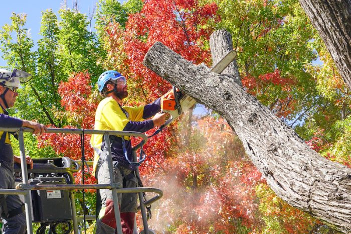 Tree Mulching Ipswich