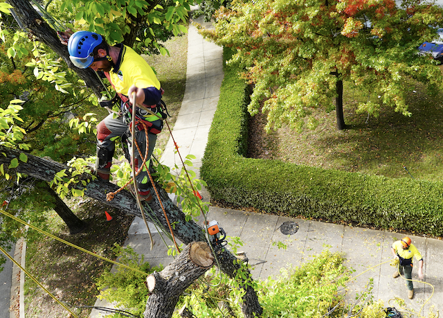 Tree Lopping Brisbane