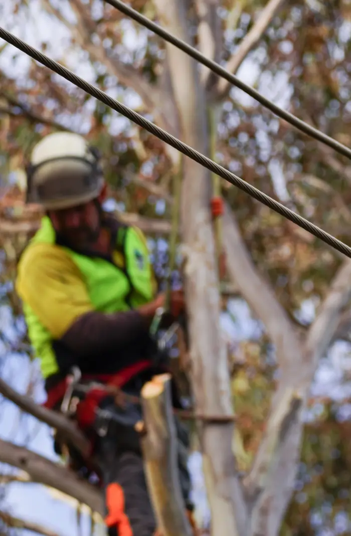 ActewAGL Tree Powerline Clearing Service In Canberra